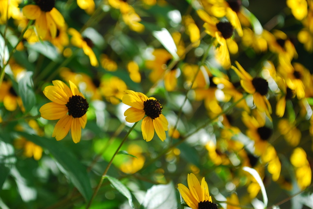 br-eyed susan.JPG